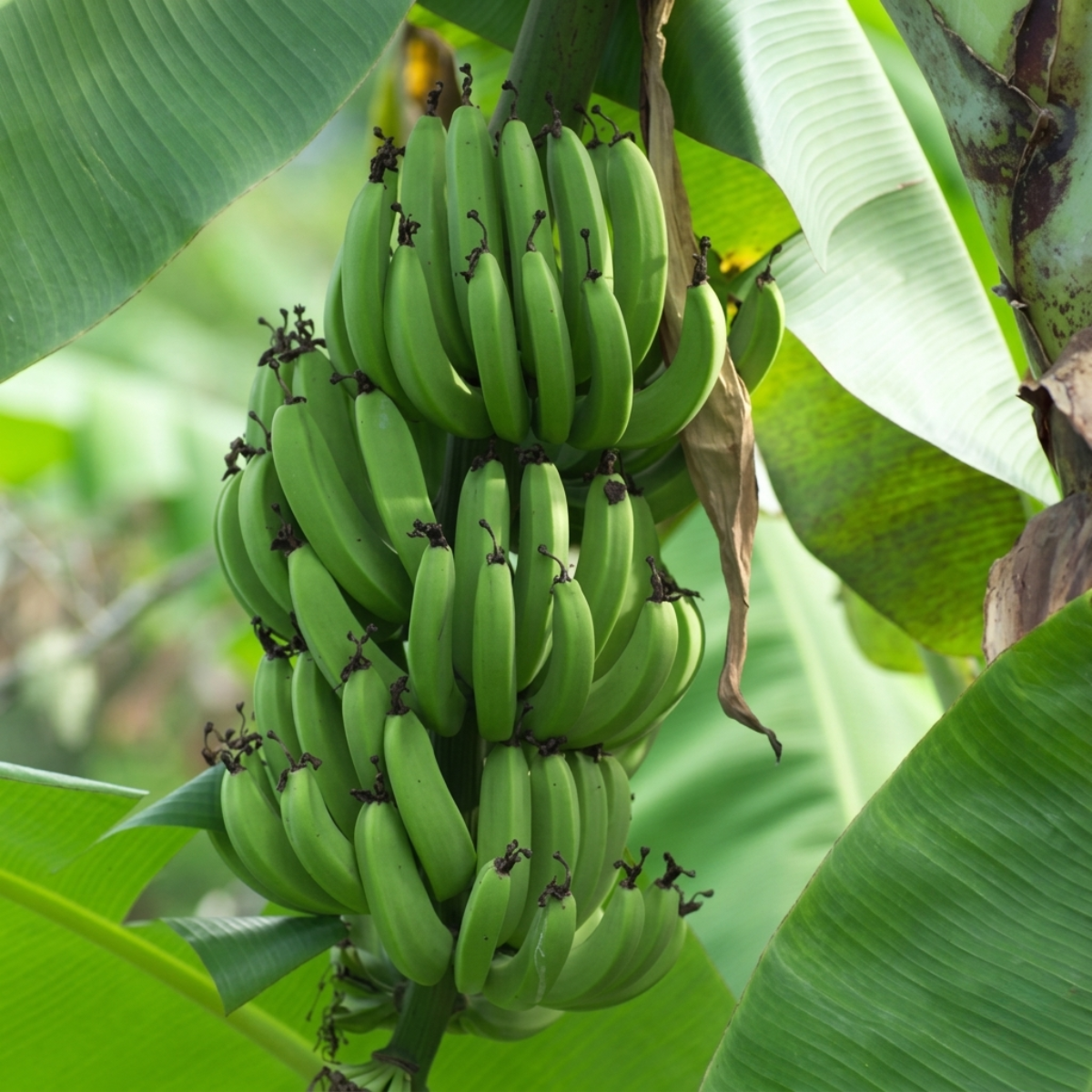 Fresh Cavendish Bananas